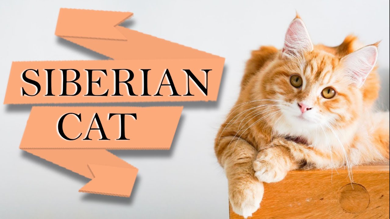 Best of SIBERIAN CATS - The ancestors of long haired cats