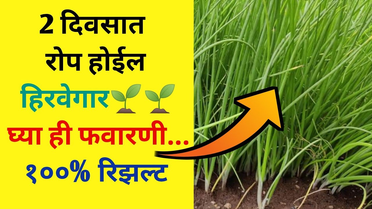 पावसामुळे कांदा रोप खराब झाले लगेच घ्या ही फवारणी / kanda rop favarni / कांदा रोप मर