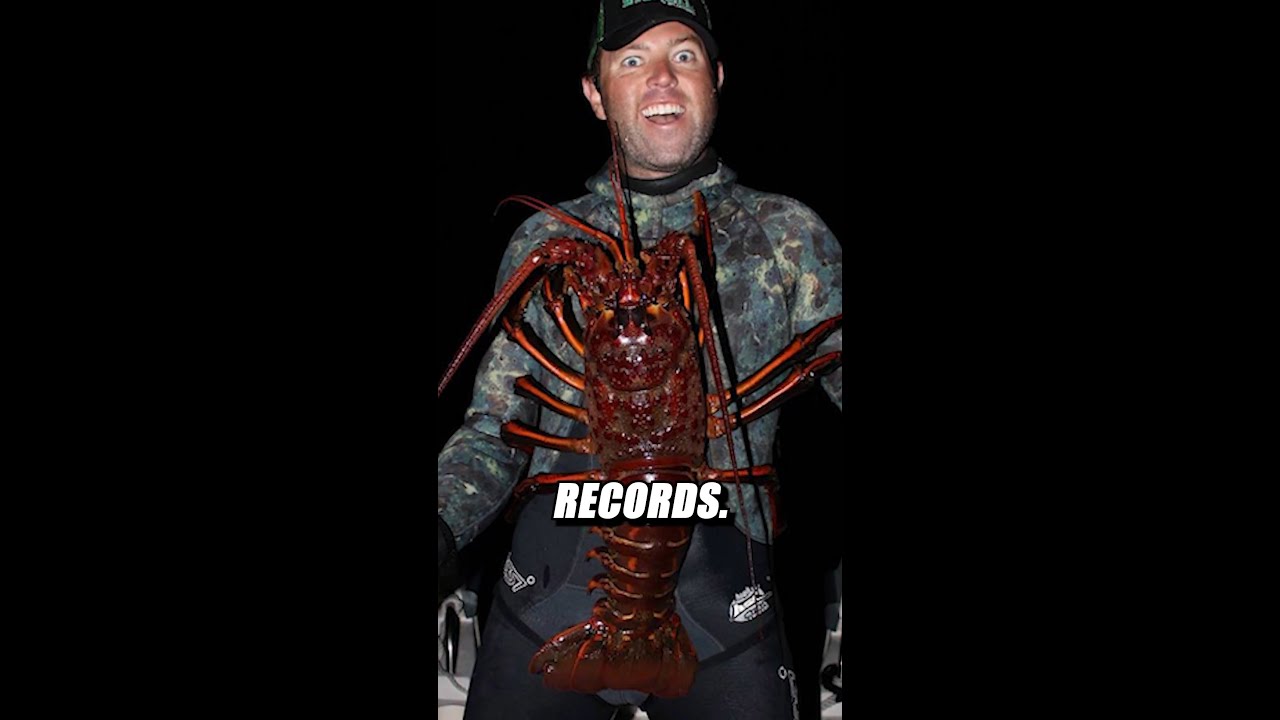 Самый большой лобстер, которого вы когда-либо видели?! 🦞 #лобстер #fyp #вирусный