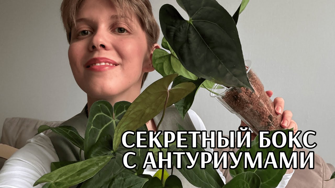 Распаковка антуриумов из Тайланда | Не знаю, что именно купила