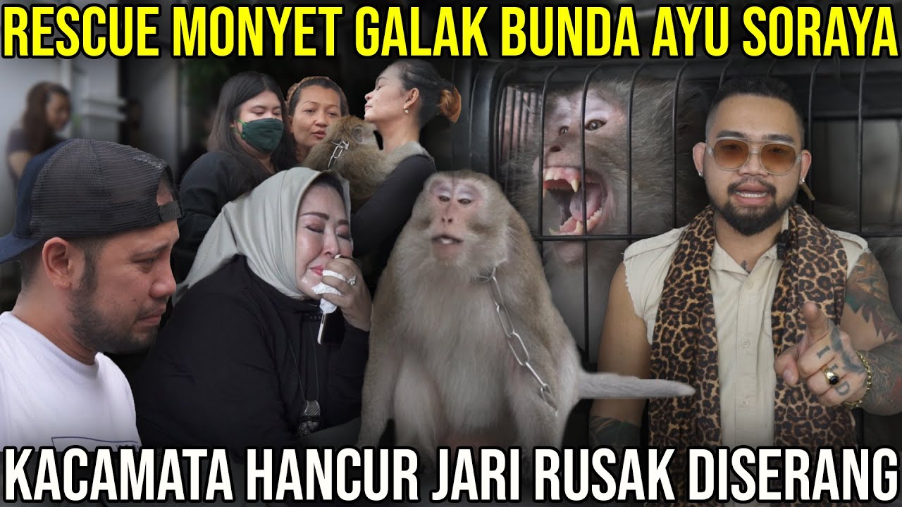 RESCUE MONYET GALAK BUNDA AYU SORAYA. KACAMATA HANCUR JARI RUSAK DISERANG / AYU SORAYA #AudreyA