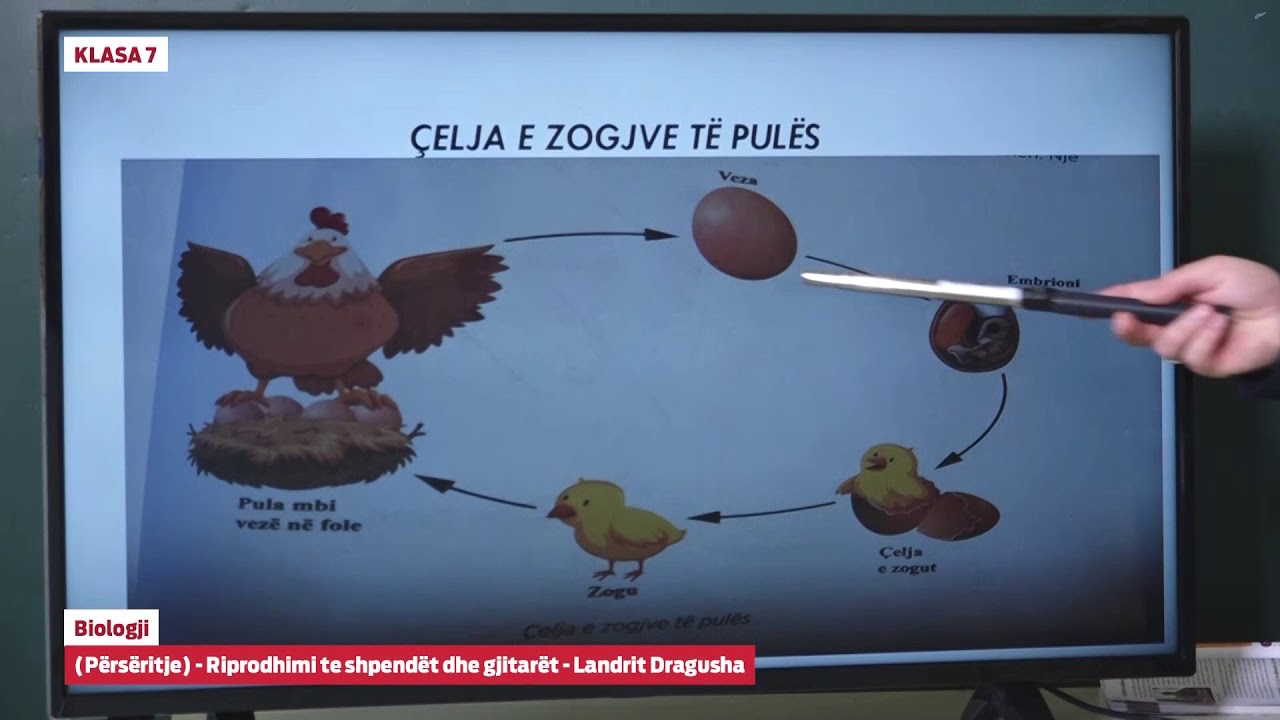 7665 - Biologji - Përsëritje: Riprodhimi te shpendët dhe gjitarët