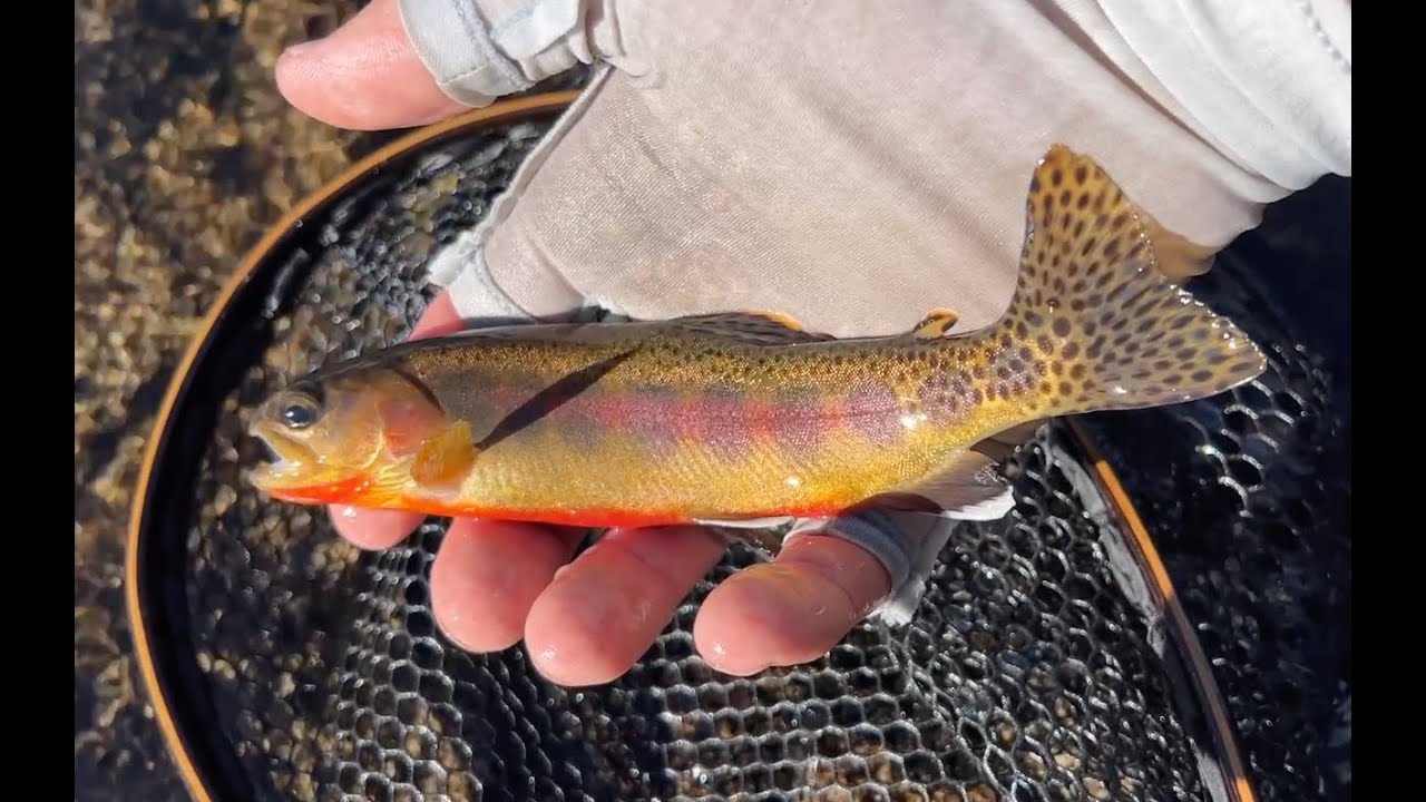 Tenkara fishing for Golden Trout in Humphrey's Basin, Oct ‘23