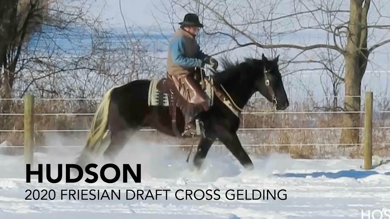 Hudson, 2020 Friesian Draft Cross Gelding | Selling at Mid Ohio Draft Horse Sale