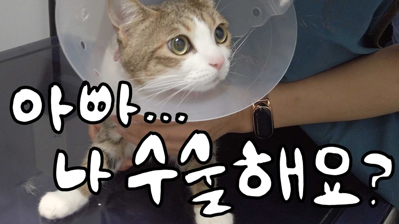 김명철수의사네 고양이, 건강검진 다녀왔어요🏥 동물병원 v-log