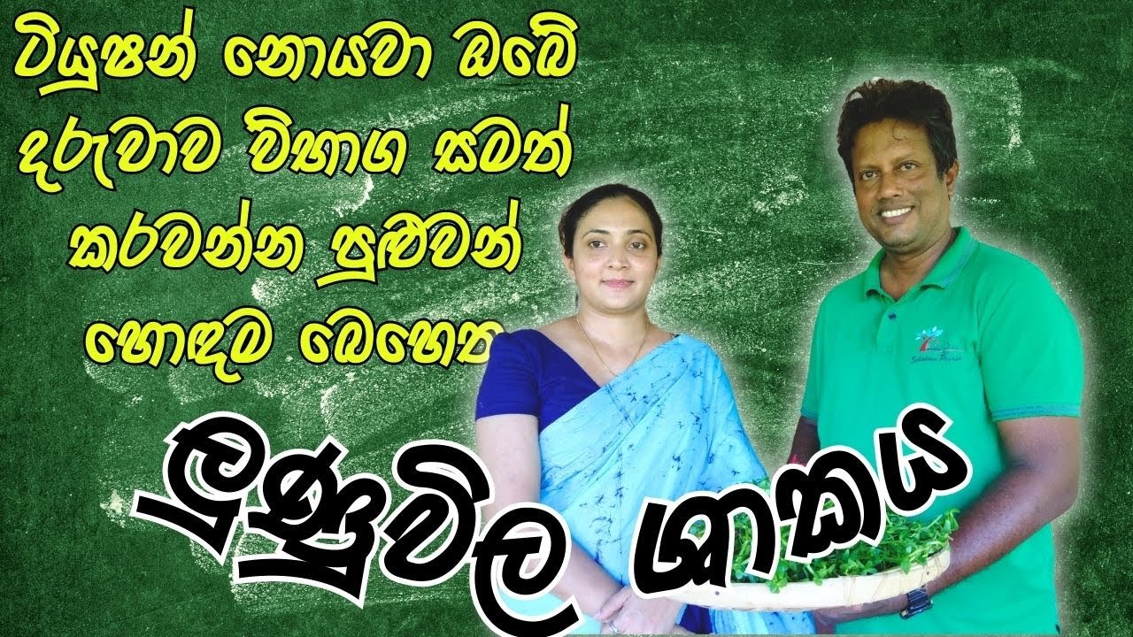 අංක එකේ බුද්ධිය වැඩි දියුණු කරන ලුණුවිල ශාකය | Allocalyx microphylla Cordem - Sobadam Piyasa