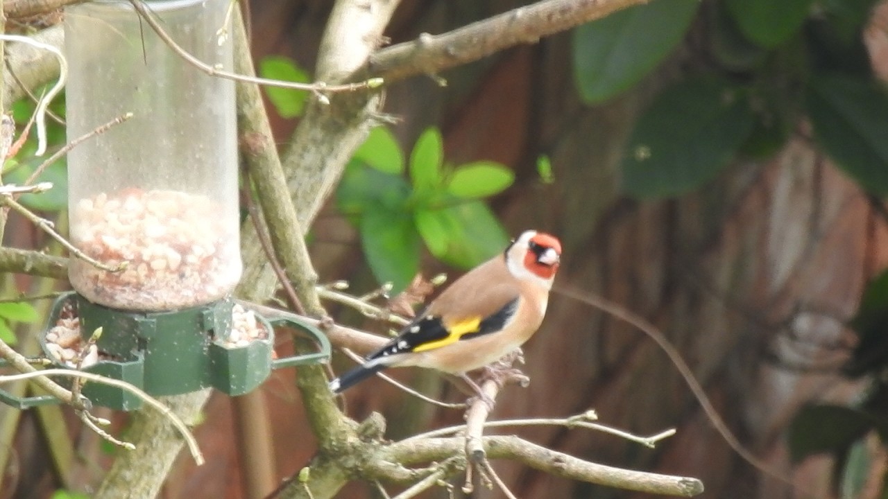 Goldfinch Slow Motion. Feed the birds UK 12 03 26