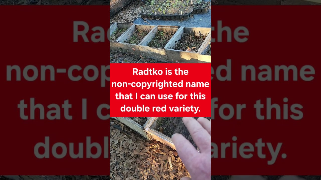 Hardwood cuttings outside part 3 #cuttingspropagation #hardwoodcuttings #plantpropagation 