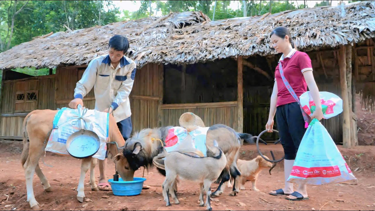 The first time Thao and Loi went to pick up the animals, there was an unusual closeness.
