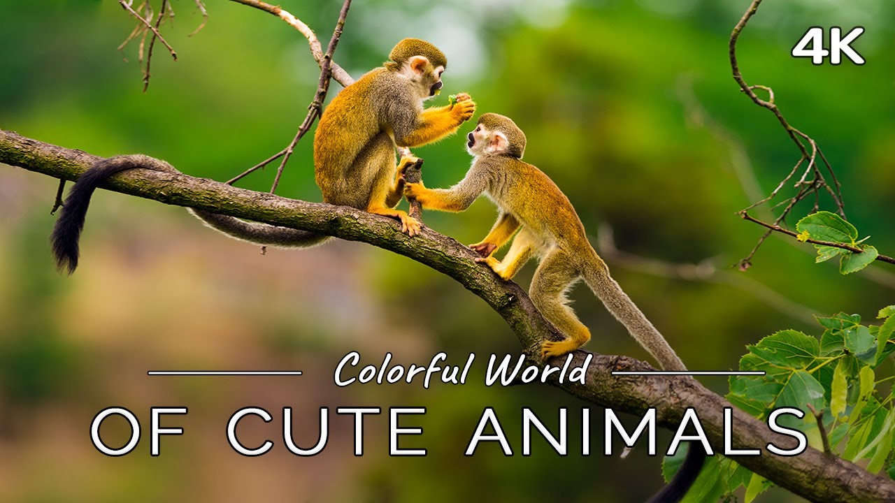 Colorful World of Cute Animals: 1 HOUR of Animal Scenes with Relaxation Music (4K UHD Film)