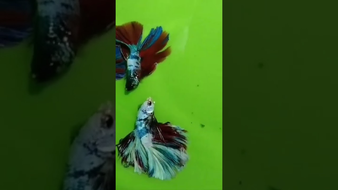 Very Beautifulfish#Fitar#Fish🐠🐠🐟🐟