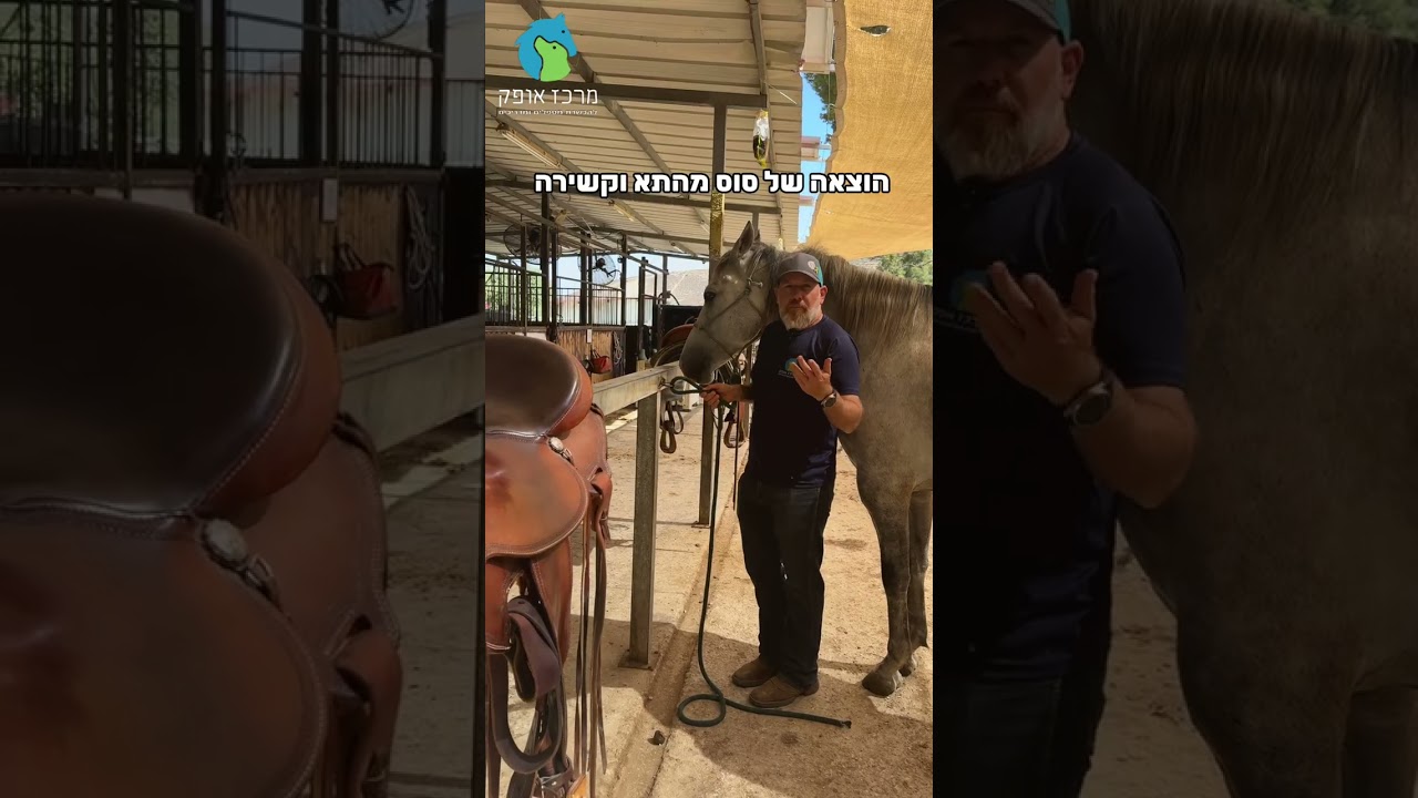 הוצאה של סוס מהתא וקשירה