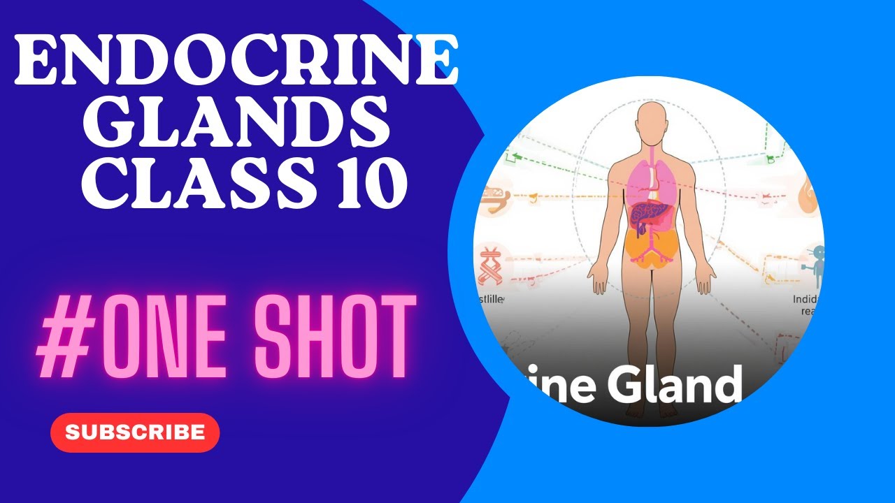 Endocrine system in human being || class 10  || endocrine gland one shot 2025 || Board exam