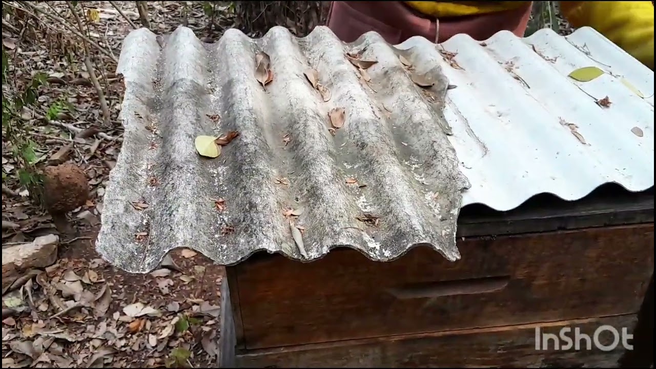 Fazendo uma revisão nas melgueiras🐝🐝🐝🐝🐝🐝🐝