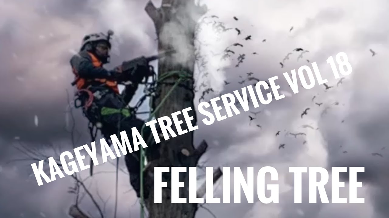 Felling Tree Kageyama Tree Service vol 18 Arborist 空師 剪定 ツリークライミング