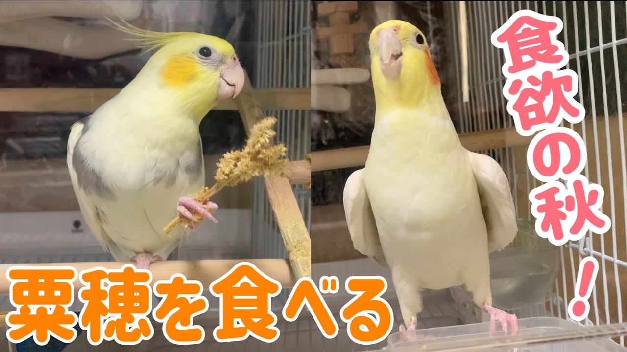 粟穂の食べ方も個性あふれるオカメインコ｜ぶっちーとプヨン編vol.429#cockatiel#オカメインコ