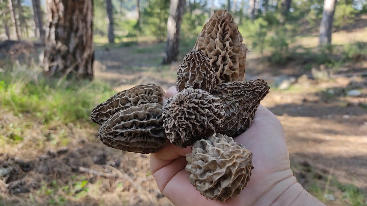 Kuzu göbeği mantarı avı 11 Nisan 2024 \ Lamb's ear mushroom hunt April 11, 2024