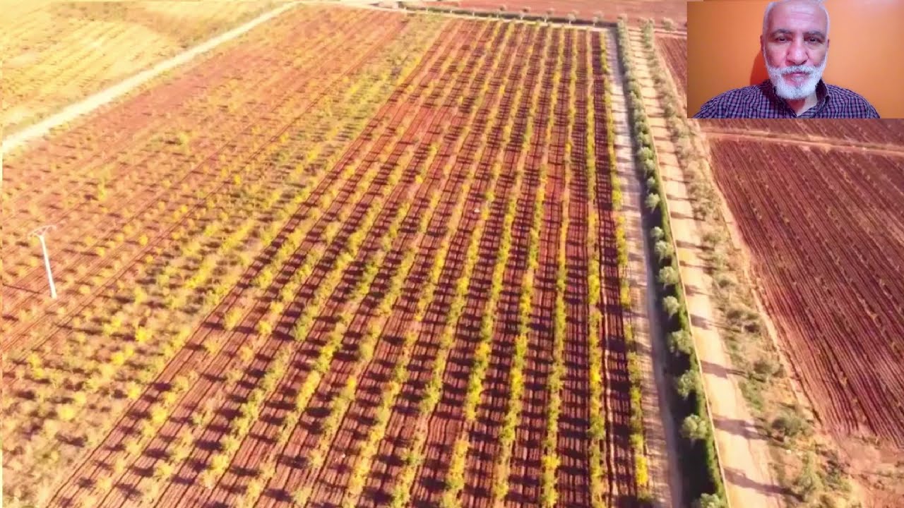 عين تموشنت: شاهدو أكبر مستثمرة فلاحية تدمج تربية الأسماك وتحقق نتائج مذهلة AQUACULTURE WITH FARMING