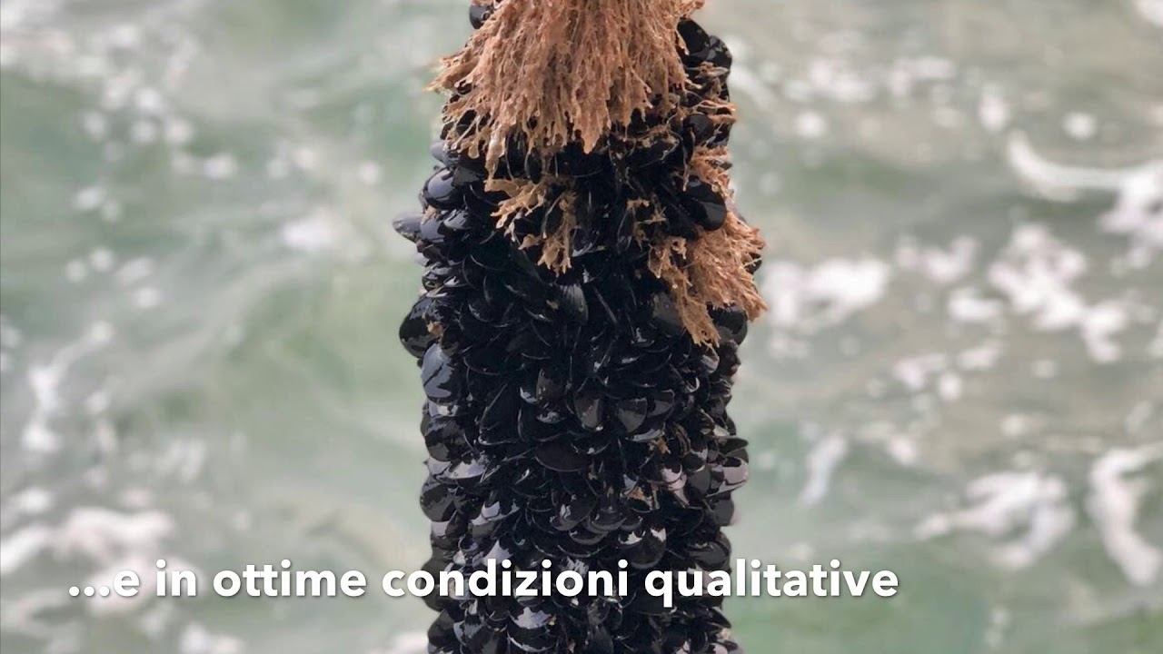 Cozze Biologiche, perchè sono Bio?