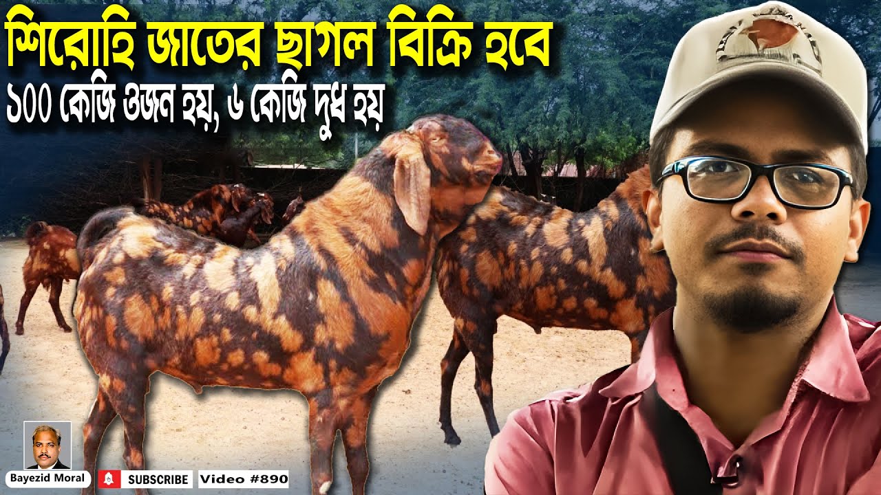 শিরোহি জাতের ছাগল বিক্রি হবে | ১০০ কেজি ওজন হয় | ৬ কেজি দুধ হয় | Sadeeq agro | shirohi goat farm