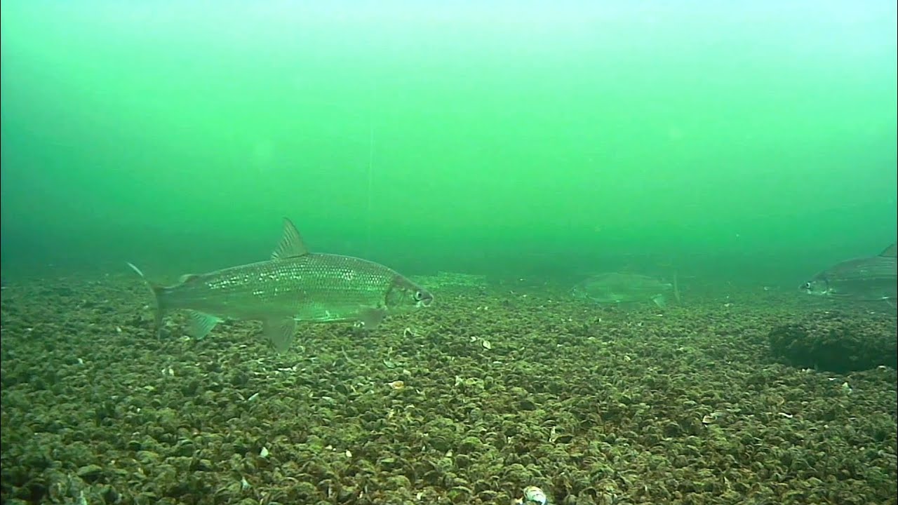 Underwater Whitefish (Ice Fishing Green Bay) - Pink Panther Theme Song