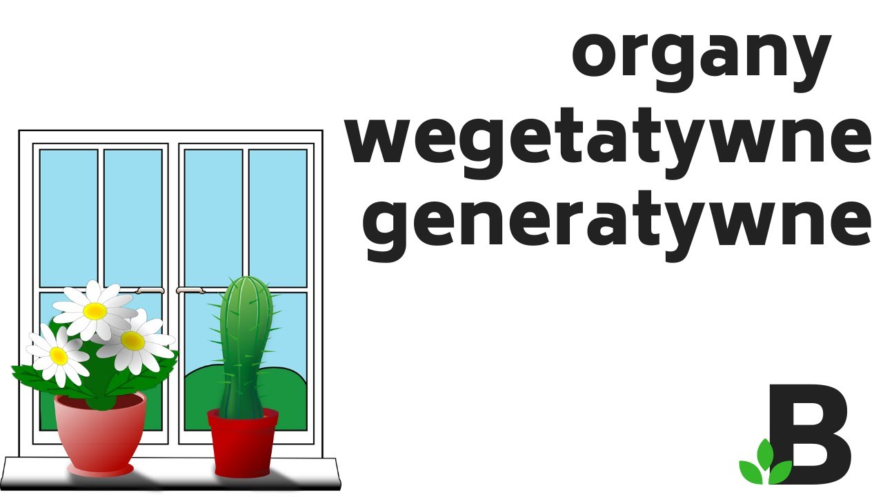 🍒 Organy Wegetatywne i Generatywne Roślin * Tkanki Roślinne - KOREPETYCJE z BIOLOGII - 376