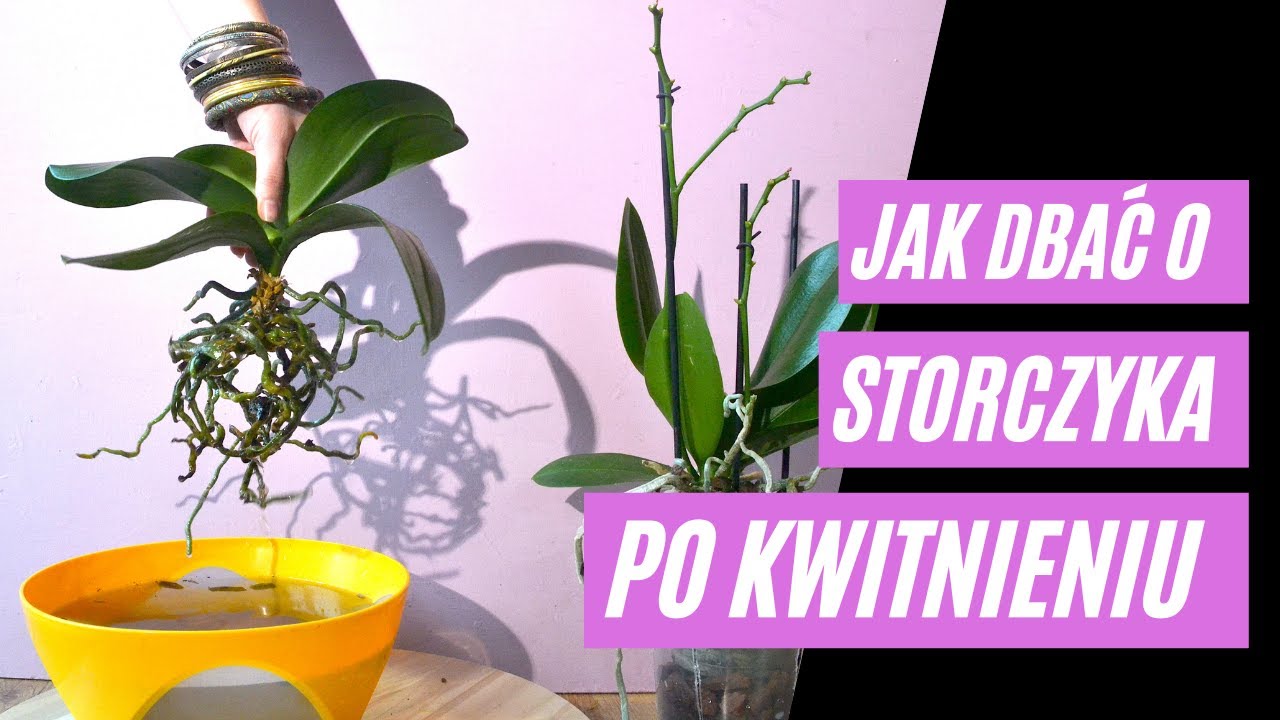 STORCZYK po kwitnieniu 🌱 Co zrobić by storczyk ZAKWITŁ ponownie