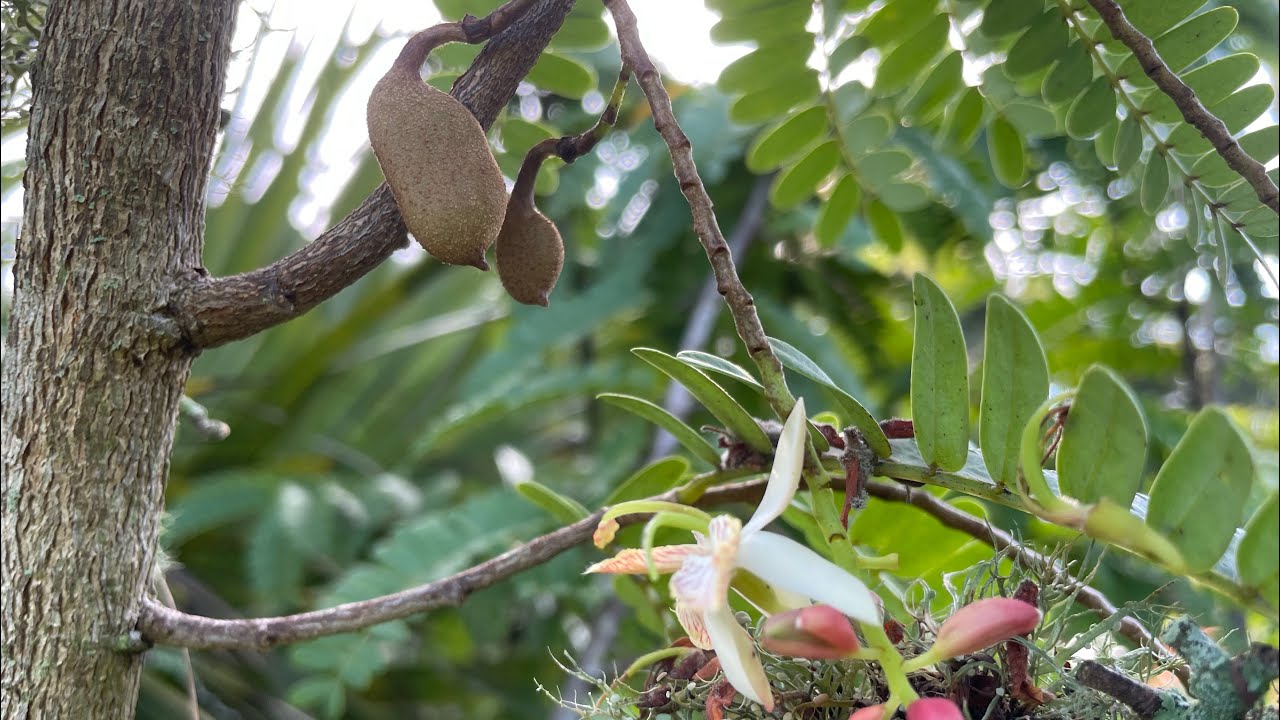 Florida Natural Farming, Sweet Tamarind Fruit, Spanish Lime Tree and  Random Plants