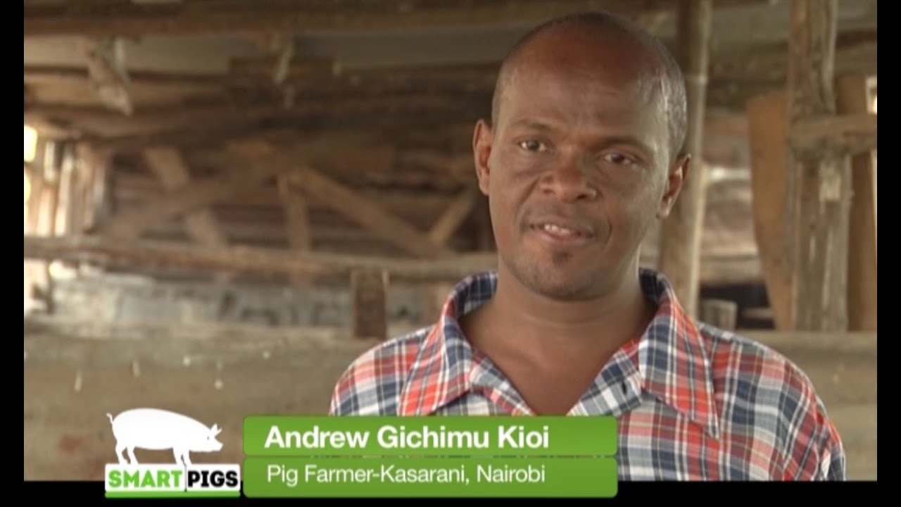 Pig farming success story and tips - Kasarani Urban farmer Part 2