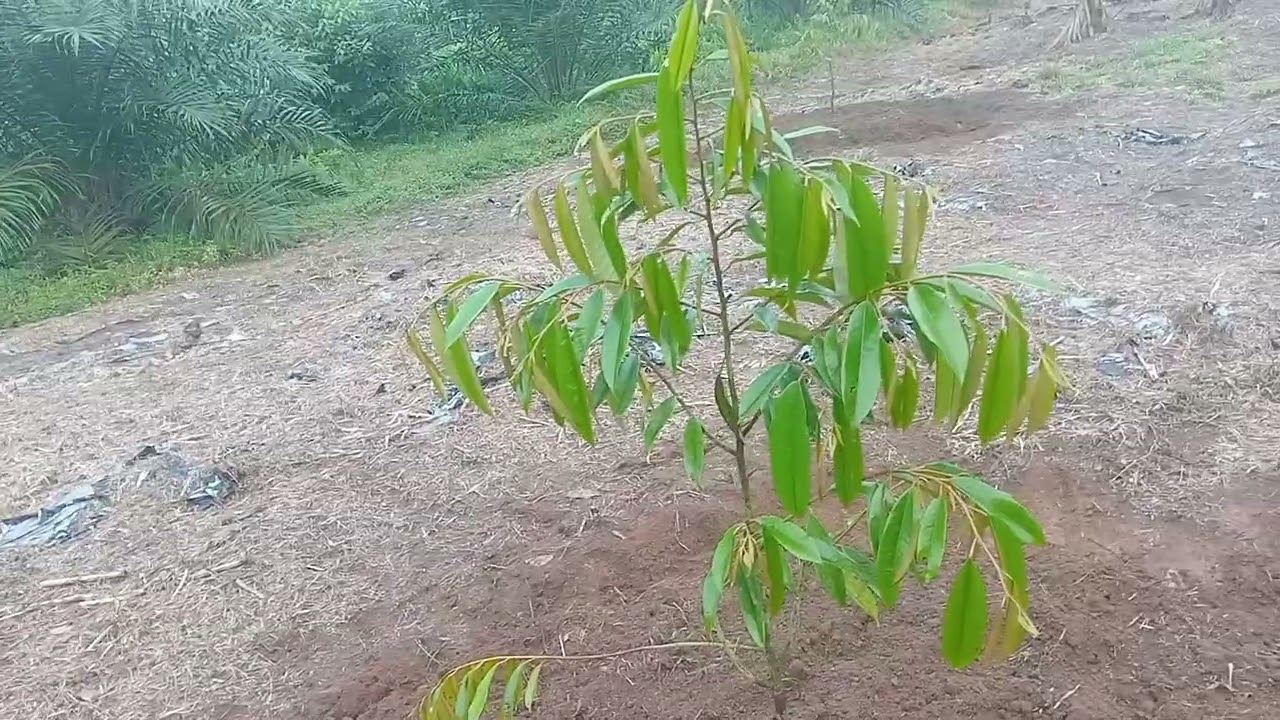 🔴 pelebaran busut tanaman durian musangking selesai 