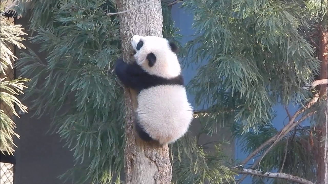 Bei Bei 2/18/16