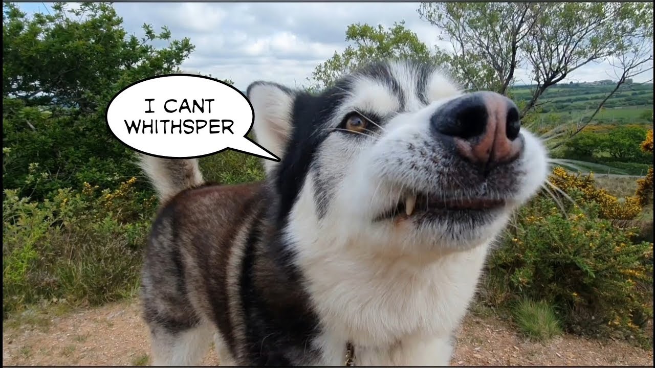 Trying to Teach a Noisy Dog to be Quiet! | Loud and Proud