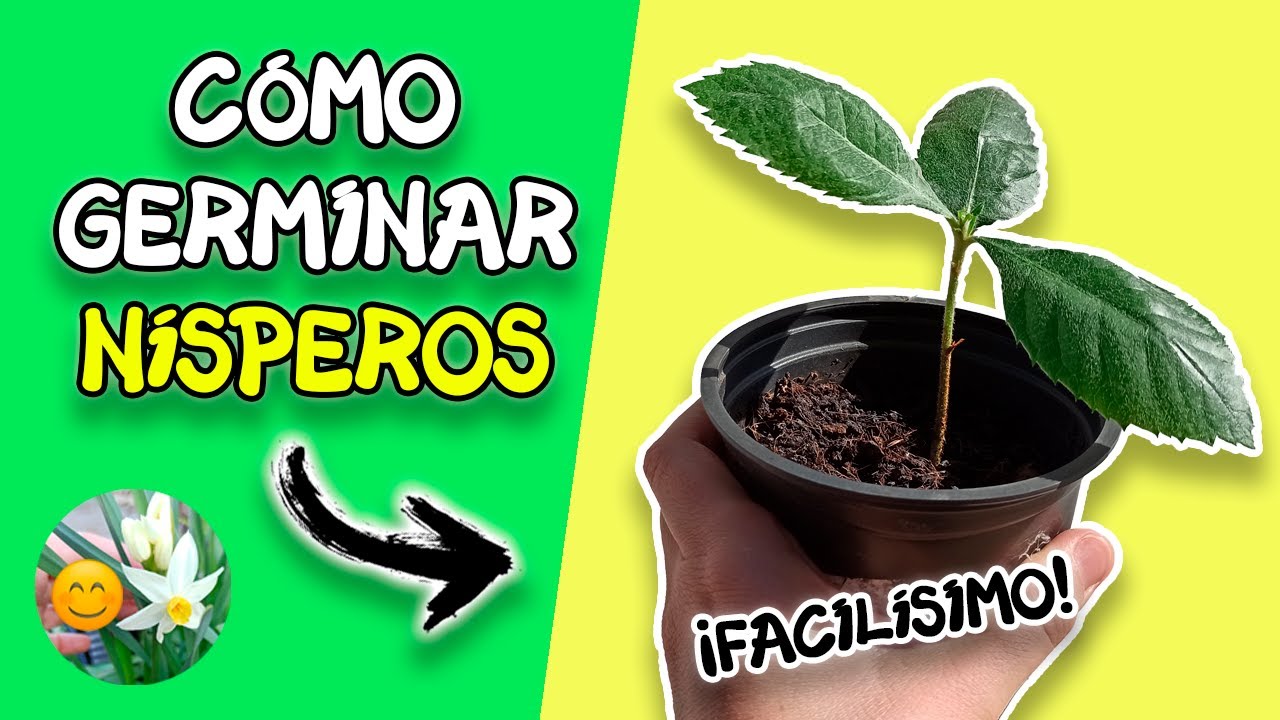 🌱Cómo GERMINAR NÍSPEROS🌱 Trucos y ❌ ERRORES a EVITAR ❌ para tener éxito! 😎 Desde semilla!