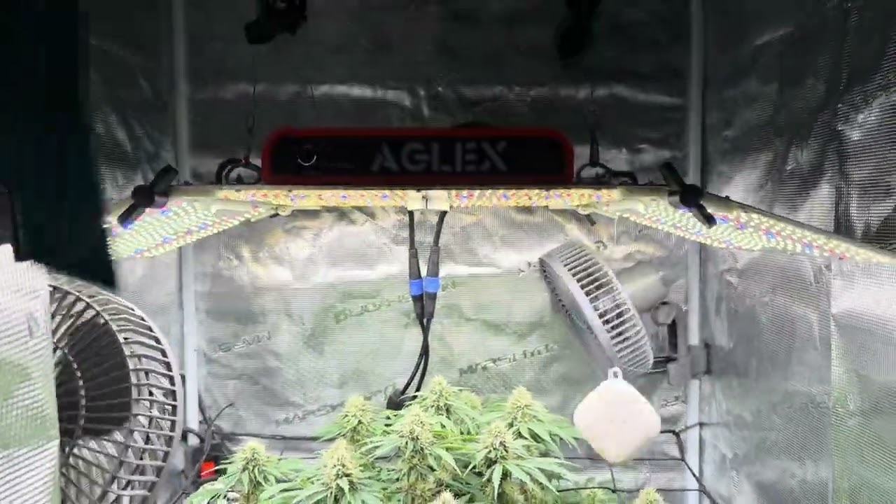 LemonMandarin Fastbuds420 BT44 with Athena Pro in a 18 Liter Bucket
