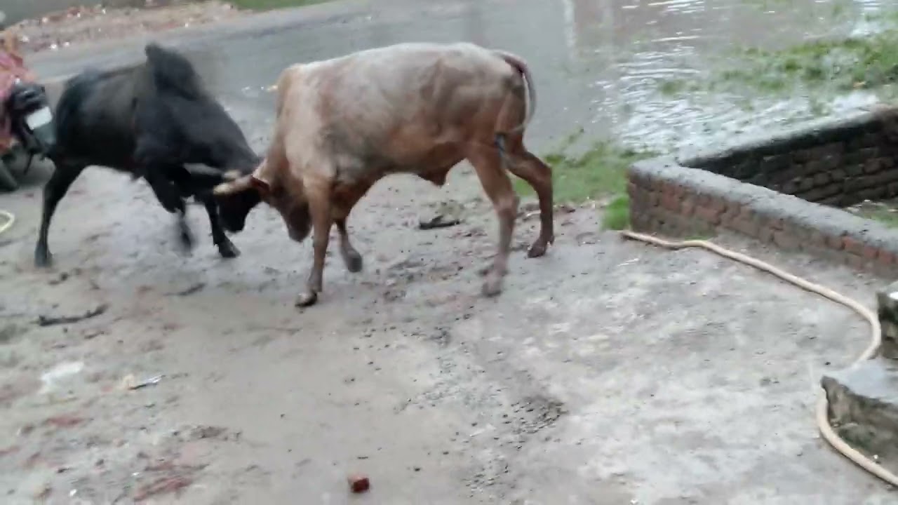 Bahut Hi Khatarnak Ladai | Saand Ki Ladai | Fight |