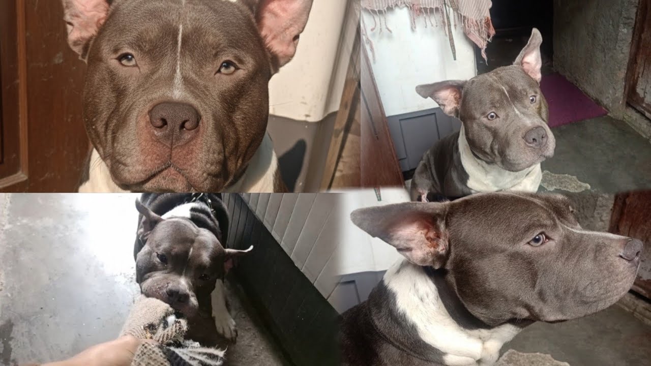Bullet Ka Pehla Din! 🐾 | Bulley Ne Sikhaya Sabak? 🔥 #bulley #pitbull #americanbully #4kvideo #vlog