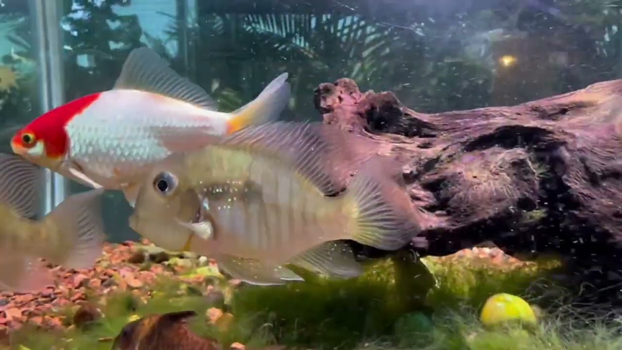 Geophagus Balzanii one of the best Geophagus a person can buy, if you can find them.