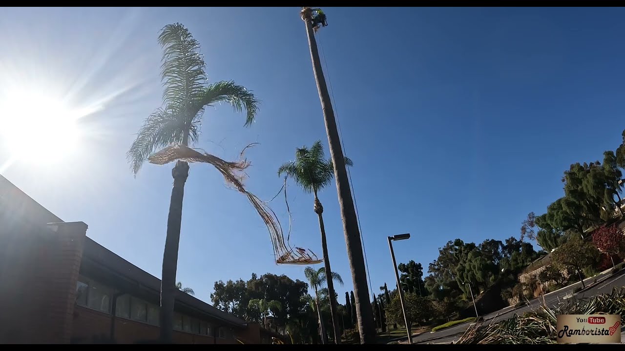 Cómo podar una palmera con picos sin dañarla toda 😅 #ramborista #tree