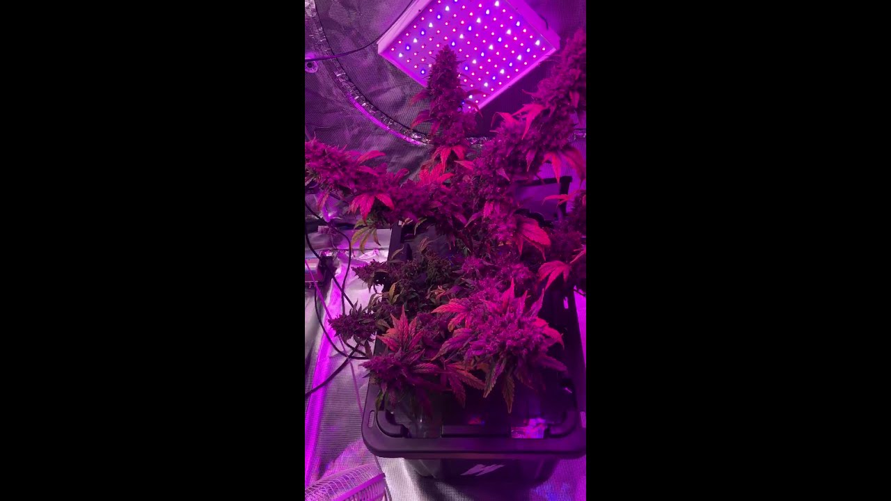 Purple Skunk Mass Auto CMC-31days/Lsd-25 Auto FB-62days