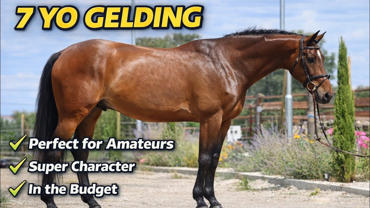 *SUPER EASY BOY*TRIK, 2019, gelding by Cassilius (Cassini I) @ANSporthorses 