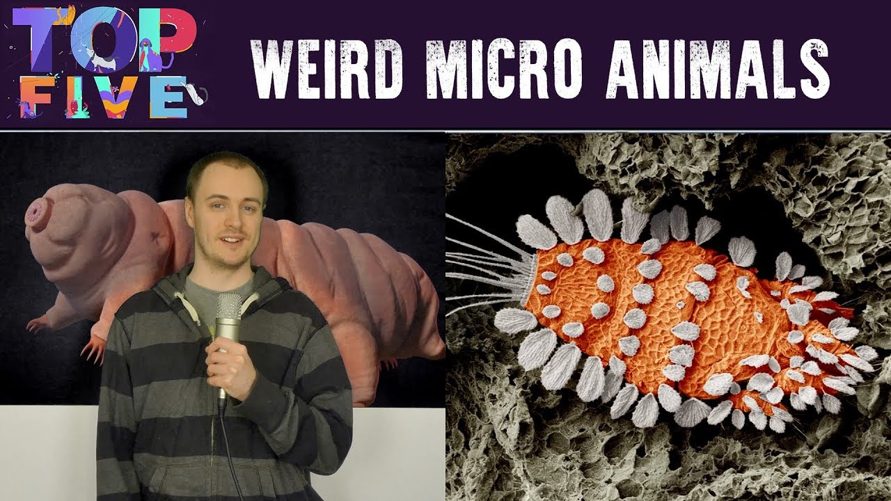 Top 5 Weirdest Looking Micro Animals