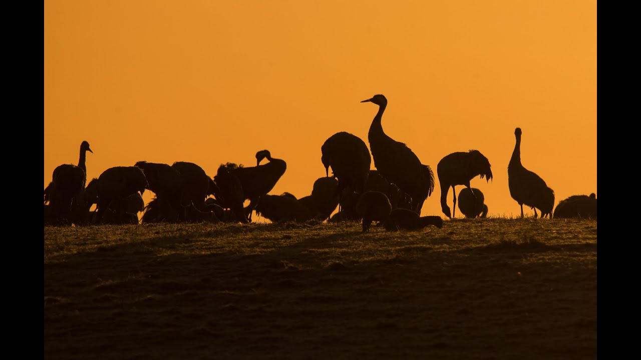 Tidig morgon med Tranorna vid Hornborgarsjön - Early morning with the Cranes