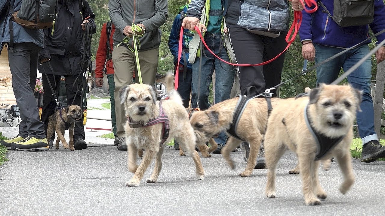Borderwalk – Border Terrier im Berner Oberland