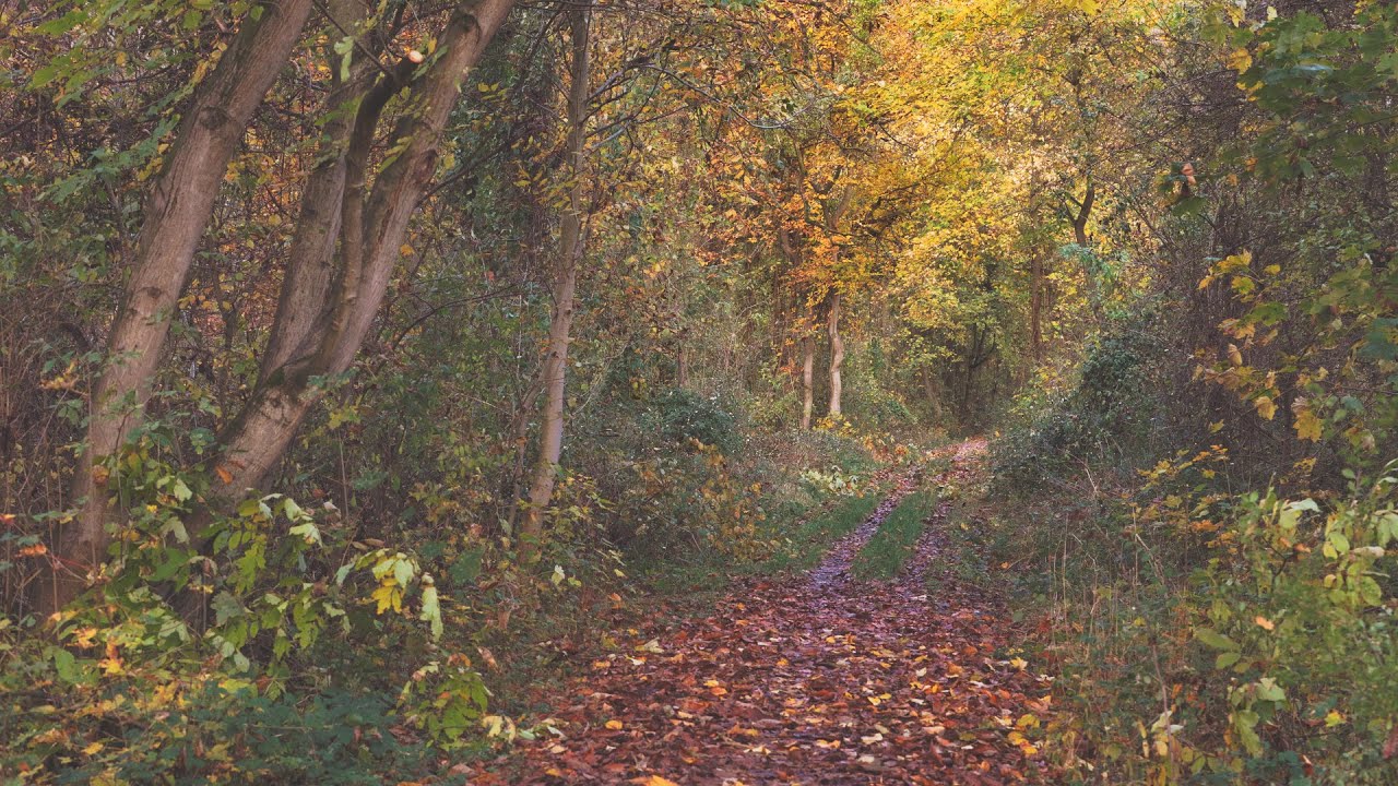 🌳 4K - Relaxing Nature Sounds For Stress Relief, Forest Sounds, Bird Song, ASMR