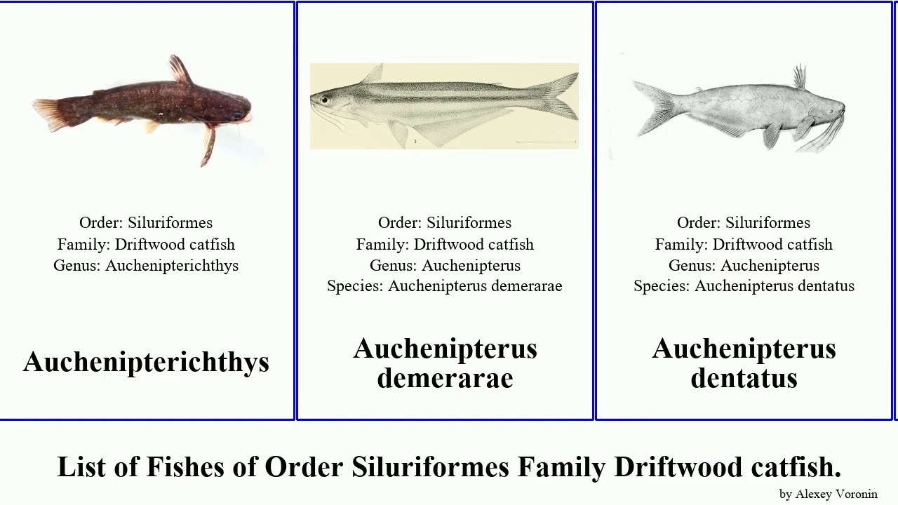 List of Fishes of Order Siluriformes Family Driftwood catfish. ageneiosus trachelyopterus inermis
