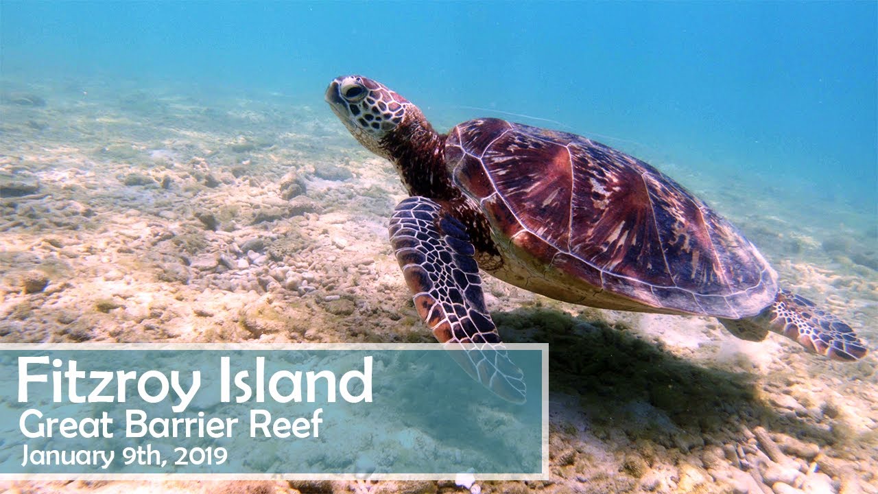 Snorkeling at Fitzroy Island - Great Barrier Reef in Cairns, Australia