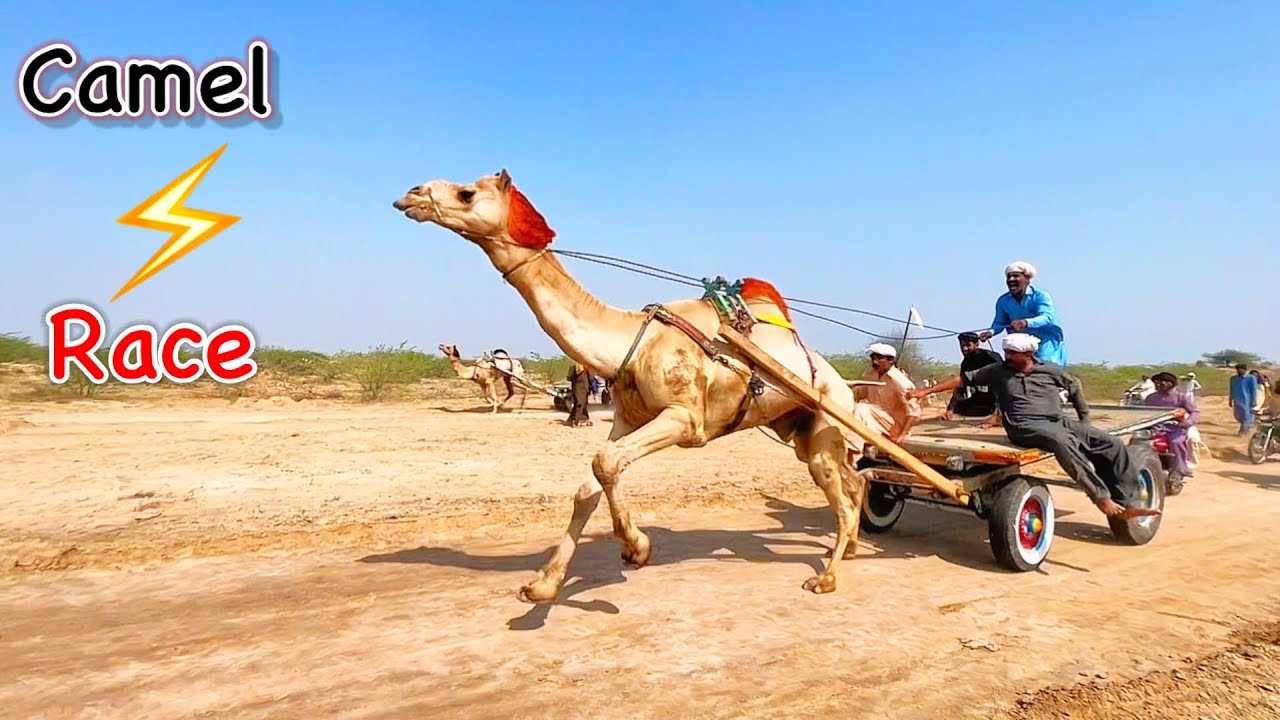 joke Farid Mela in camel big race  🐫