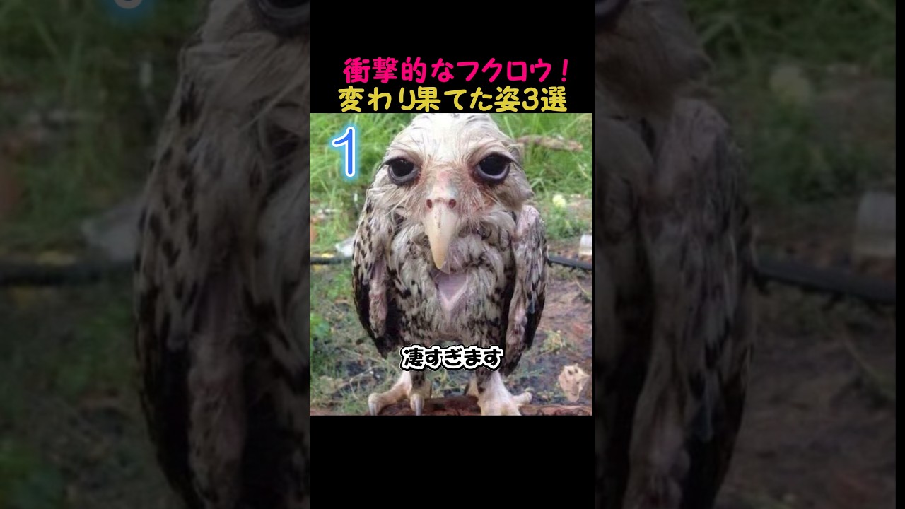 【衝撃】雨に濡れて変わり果てたフクロウ3選 #animals #owl #おもしろ動画 #フクロウ