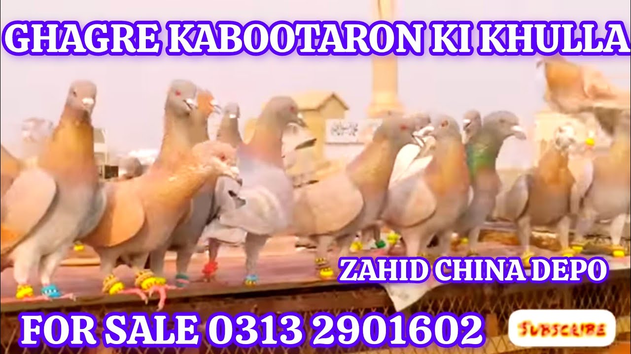 Zahid Chuna Depo | Ghagre kabootaron ki khullad | Gola Kabootar ,