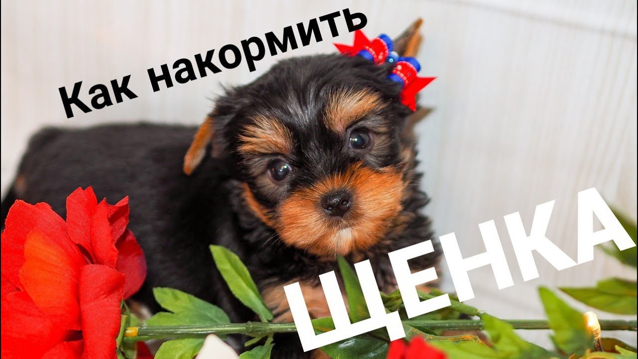 Чем кормить щенка / Как накормить щенка / Щенок йорка